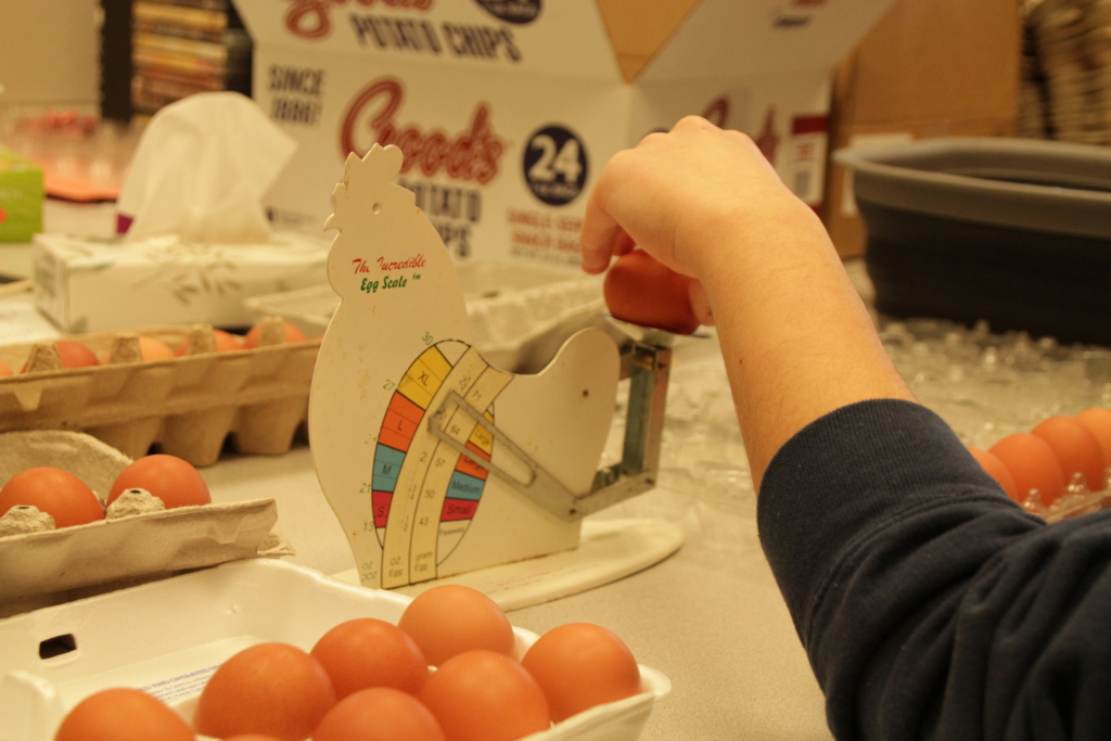 student weighs eggs