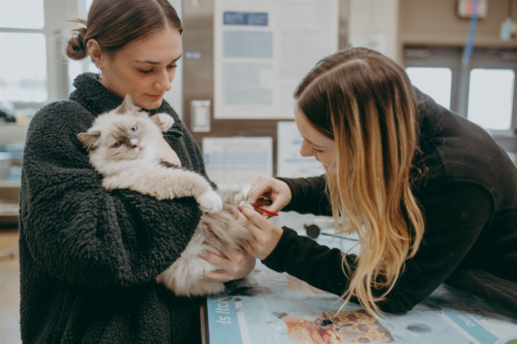 two vet tech students clipping a cat's nails