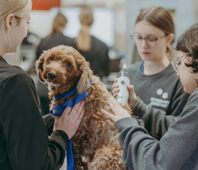student cuts dog's hair